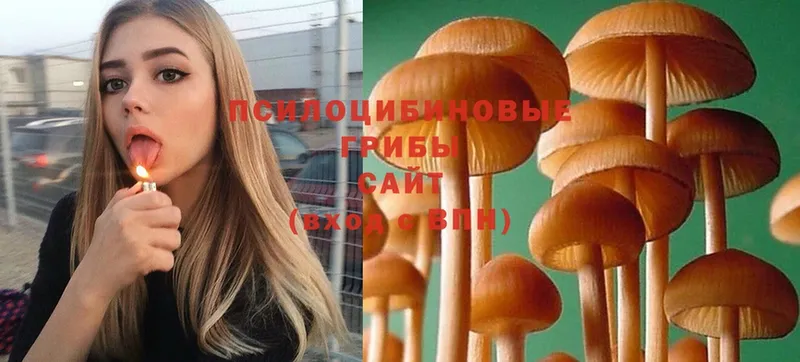 Галлюциногенные грибы Magic Shrooms  продажа наркотиков  Богородск 